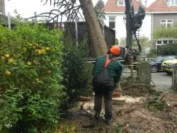 Bomen rooien Herten